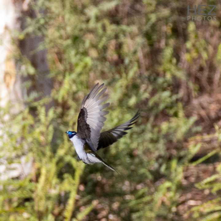 Blue-faced Honeyeater - ML642644092