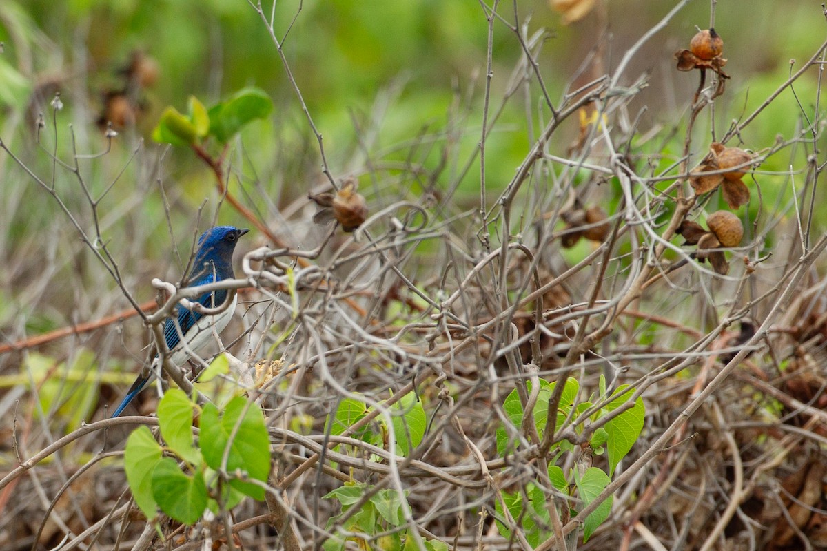 Blue-and-white Flycatcher - ML642644094