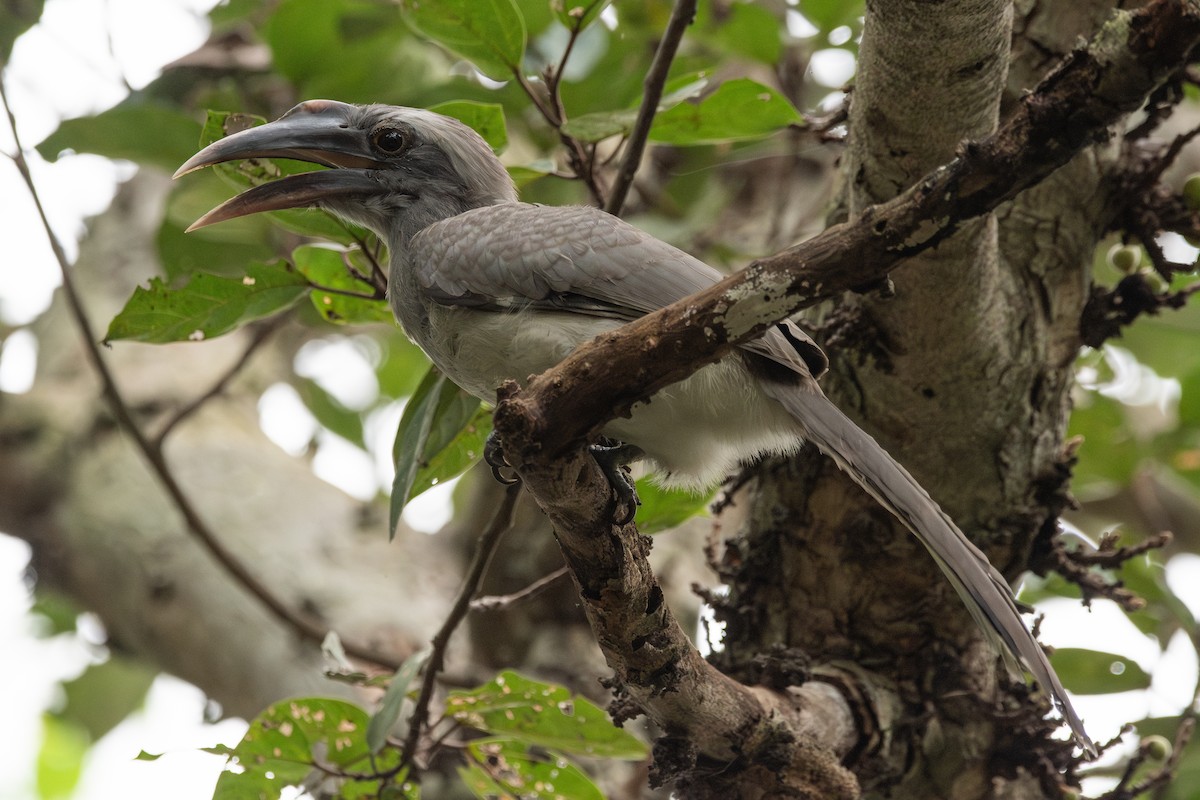 Indian Gray Hornbill - ML642644097