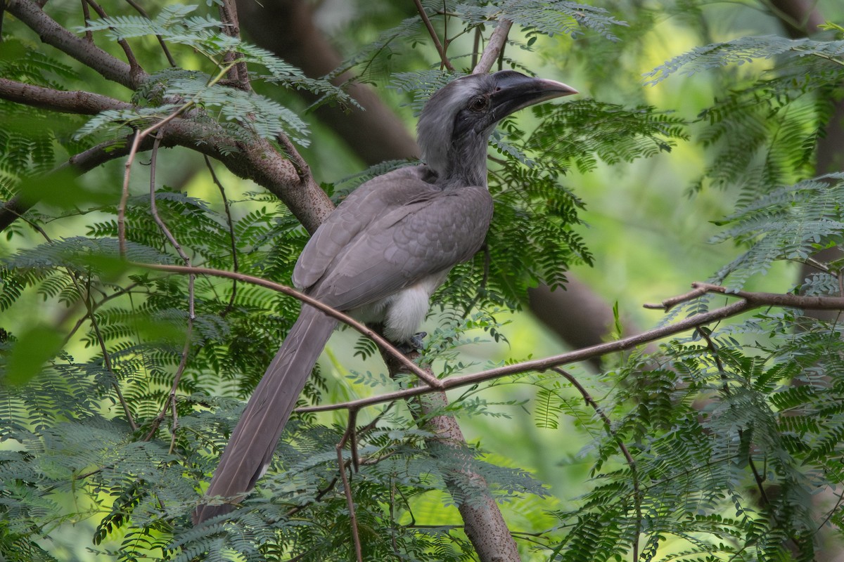 Indian Gray Hornbill - ML642644098