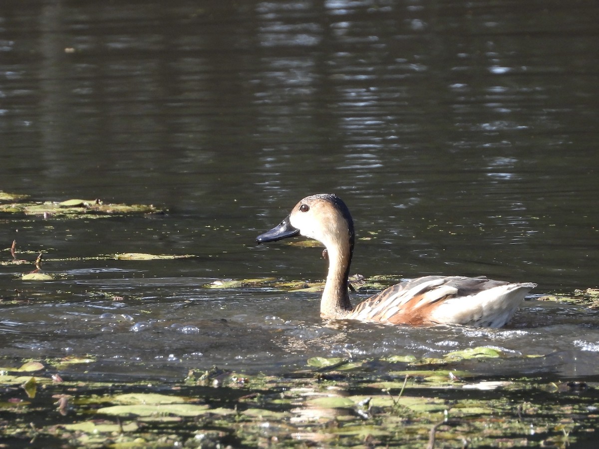 Wandering Whistling-Duck - ML642644106