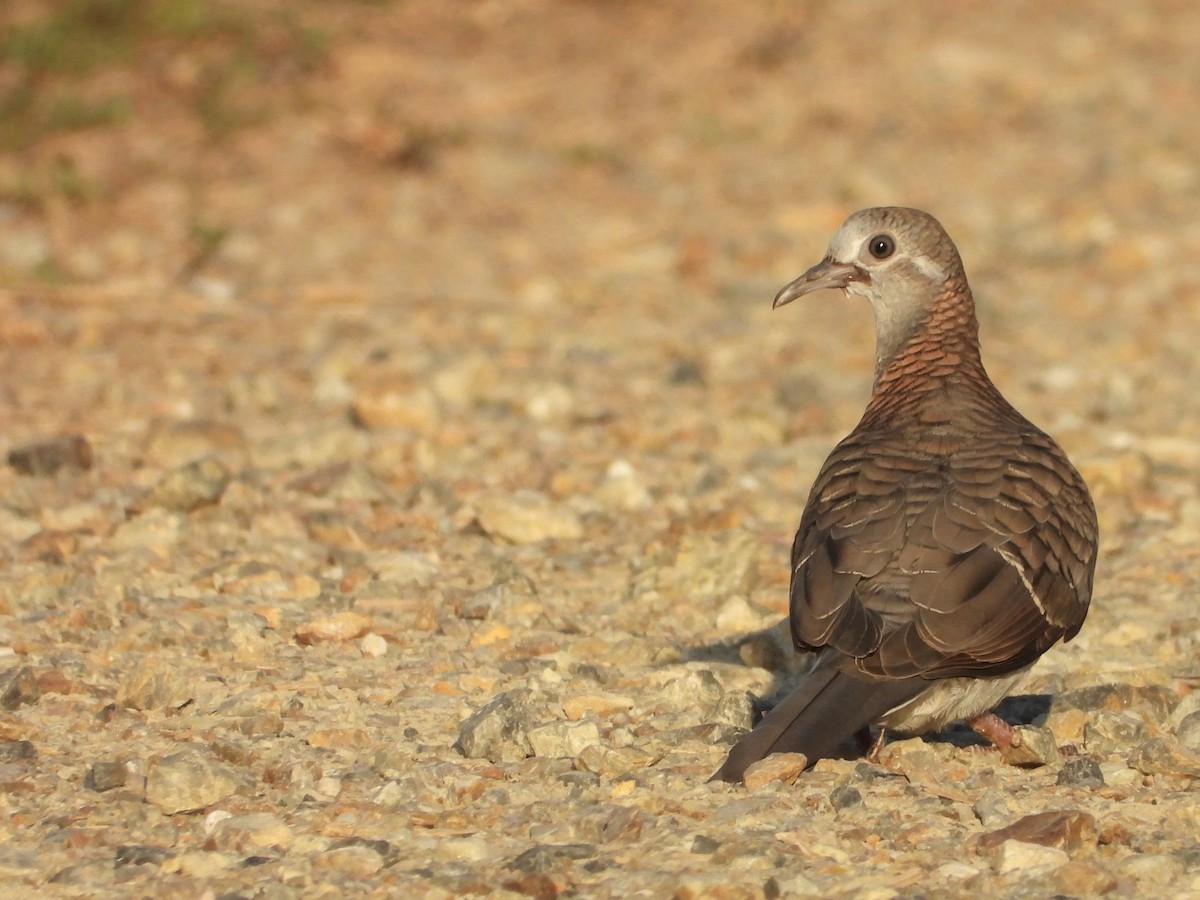 Bar-shouldered Dove - ML642644118