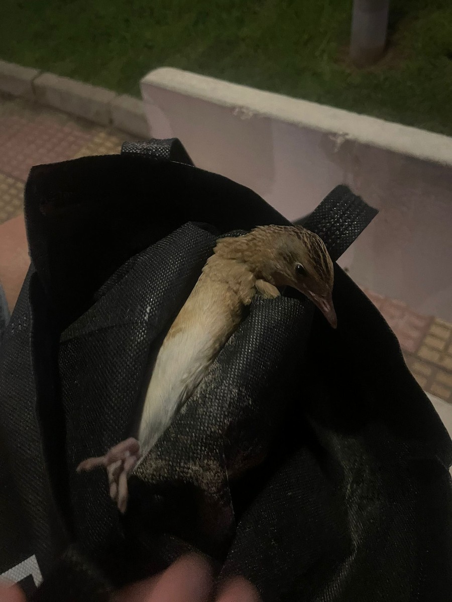 Тариан түнжүүр - ML642644124