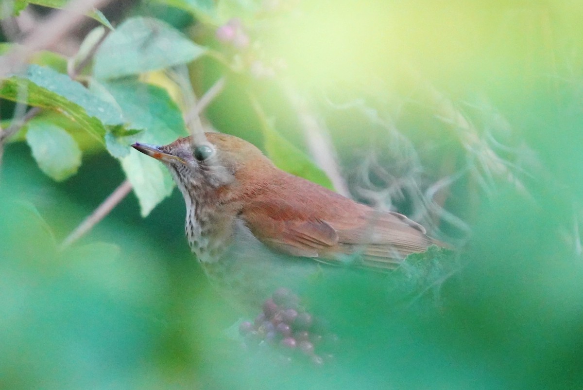 Veery - ML642644134