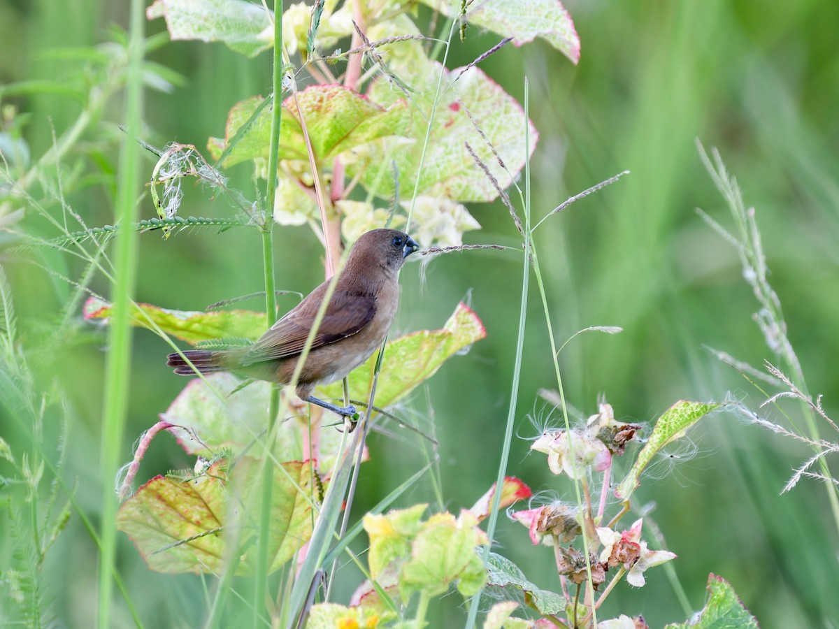 Scaly-breasted Munia - ML642644138