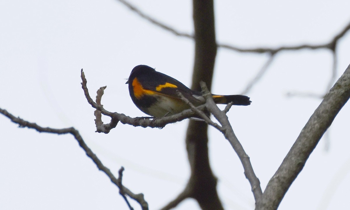 American Redstart - ML642644139