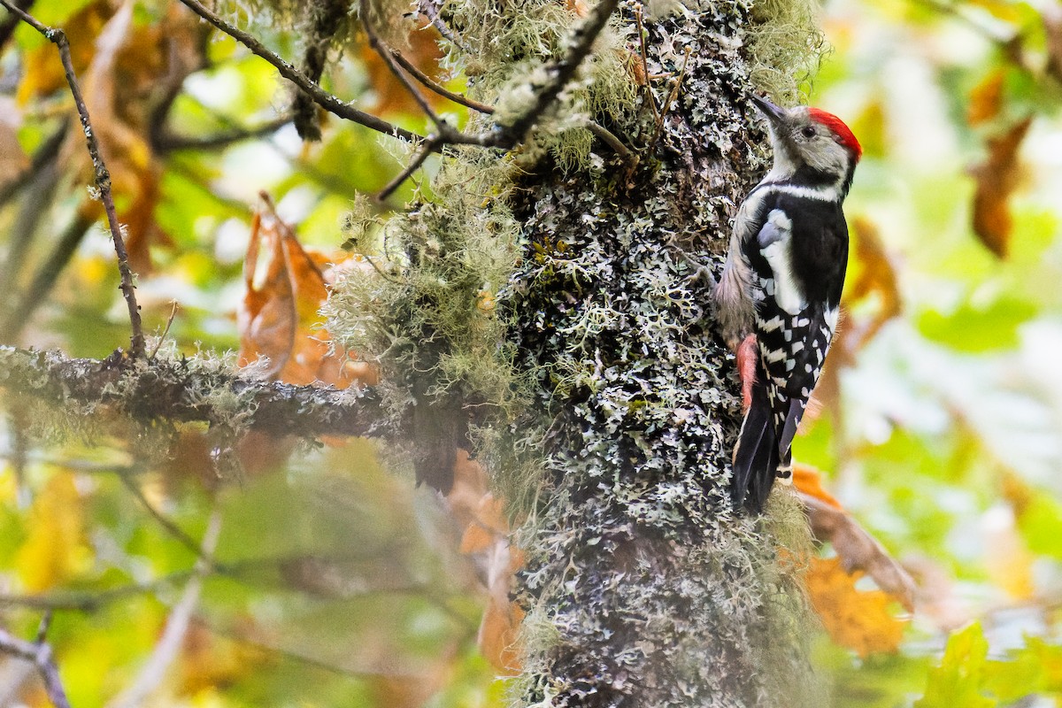 Middle Spotted Woodpecker - ML642644141