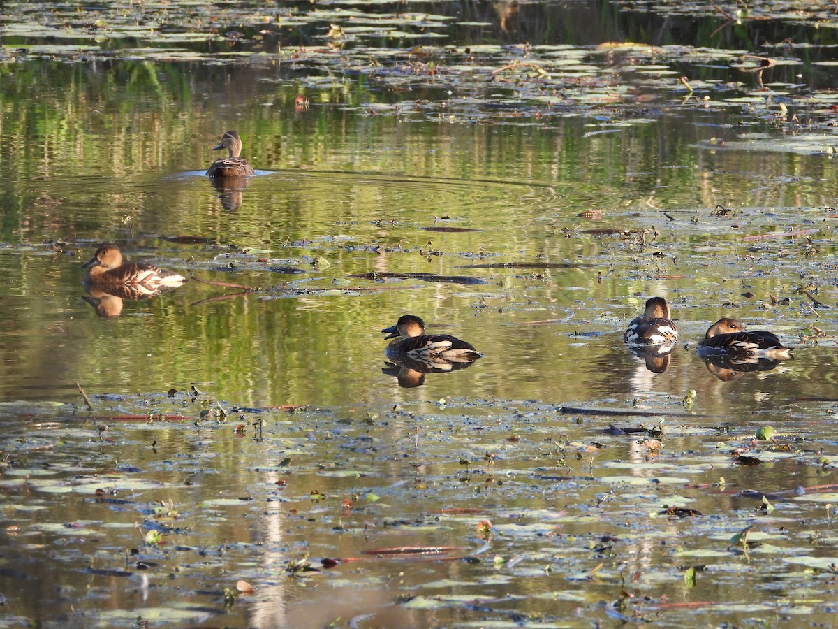 Wandering Whistling-Duck - ML642644145
