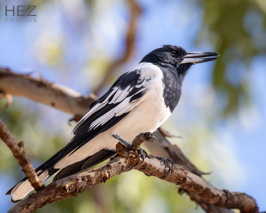 Pied Butcherbird - ML642644147