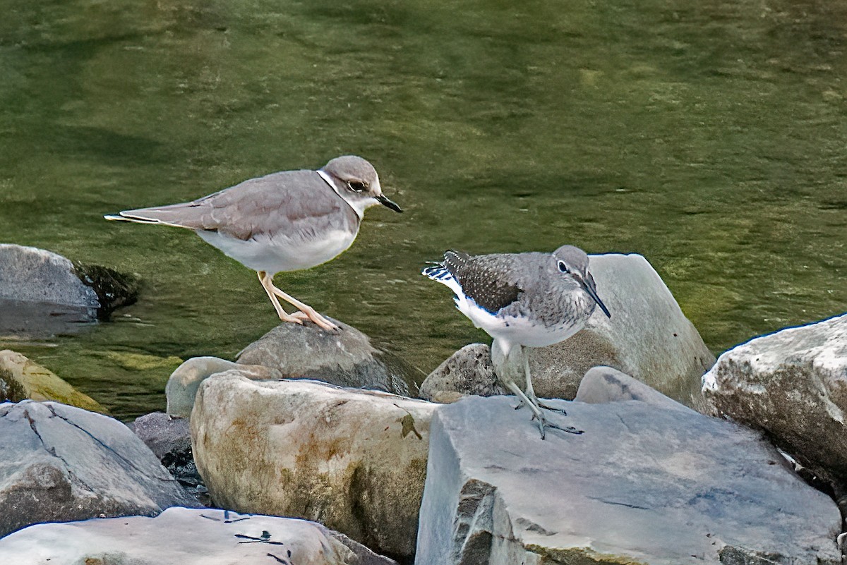 Long-billed Plover - ML642644150