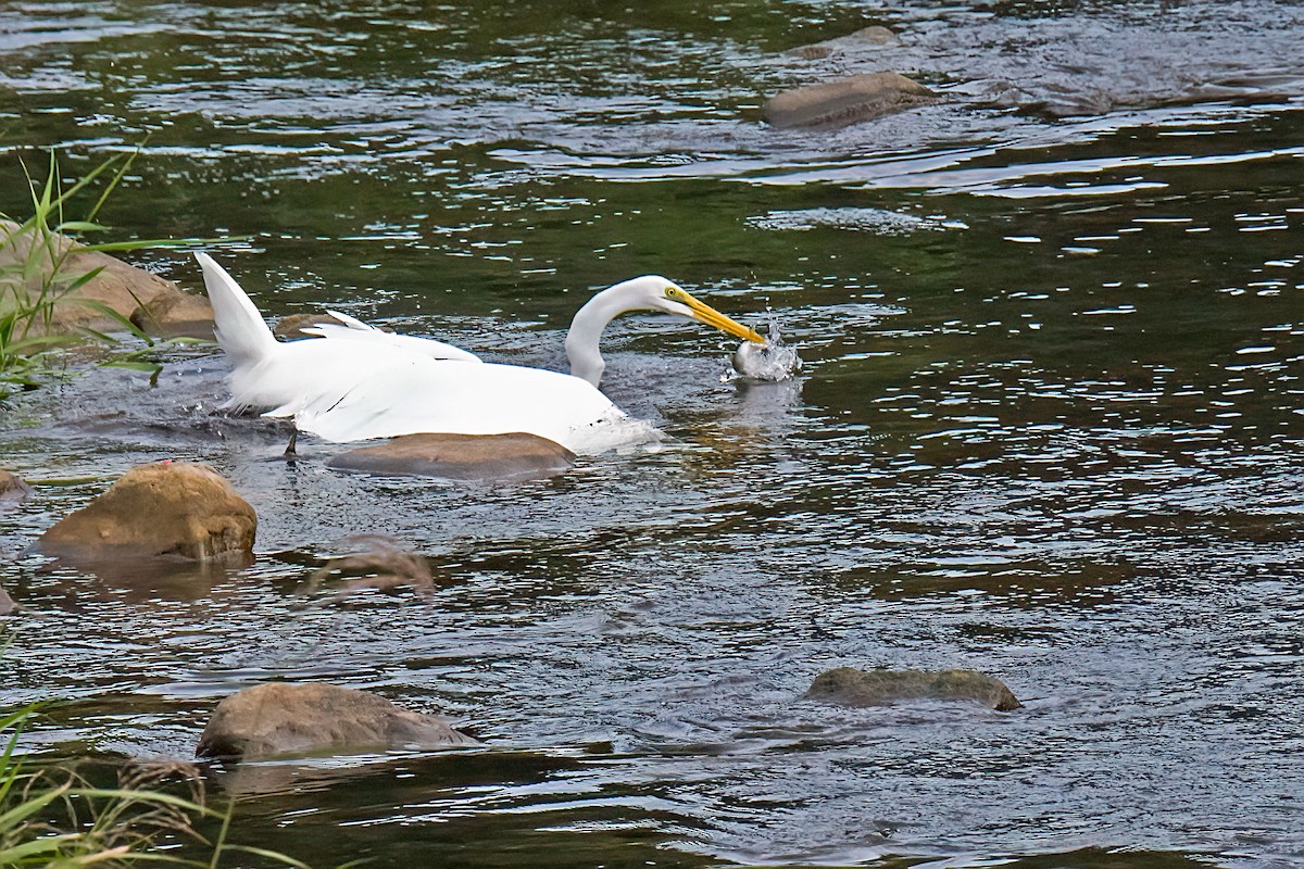 Great Egret - ML642644161