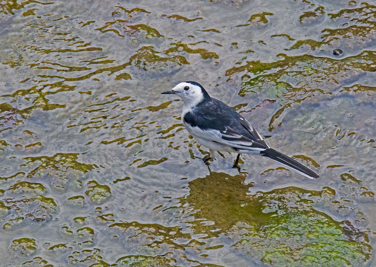 White Wagtail - ML642644163