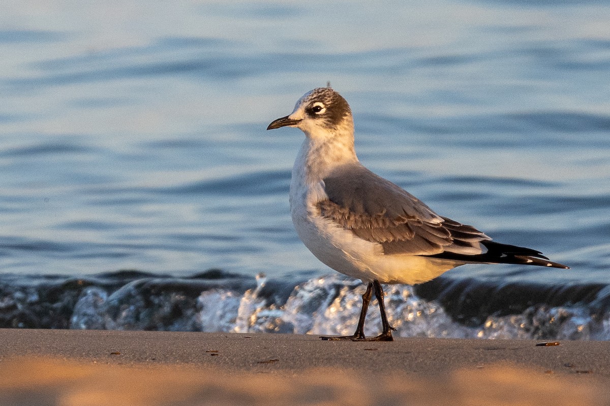 Franklin's Gull - ML642644172