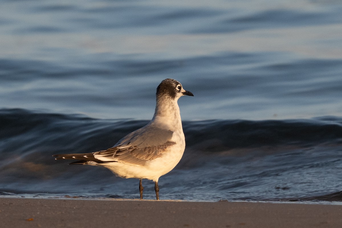 Franklin's Gull - ML642644173