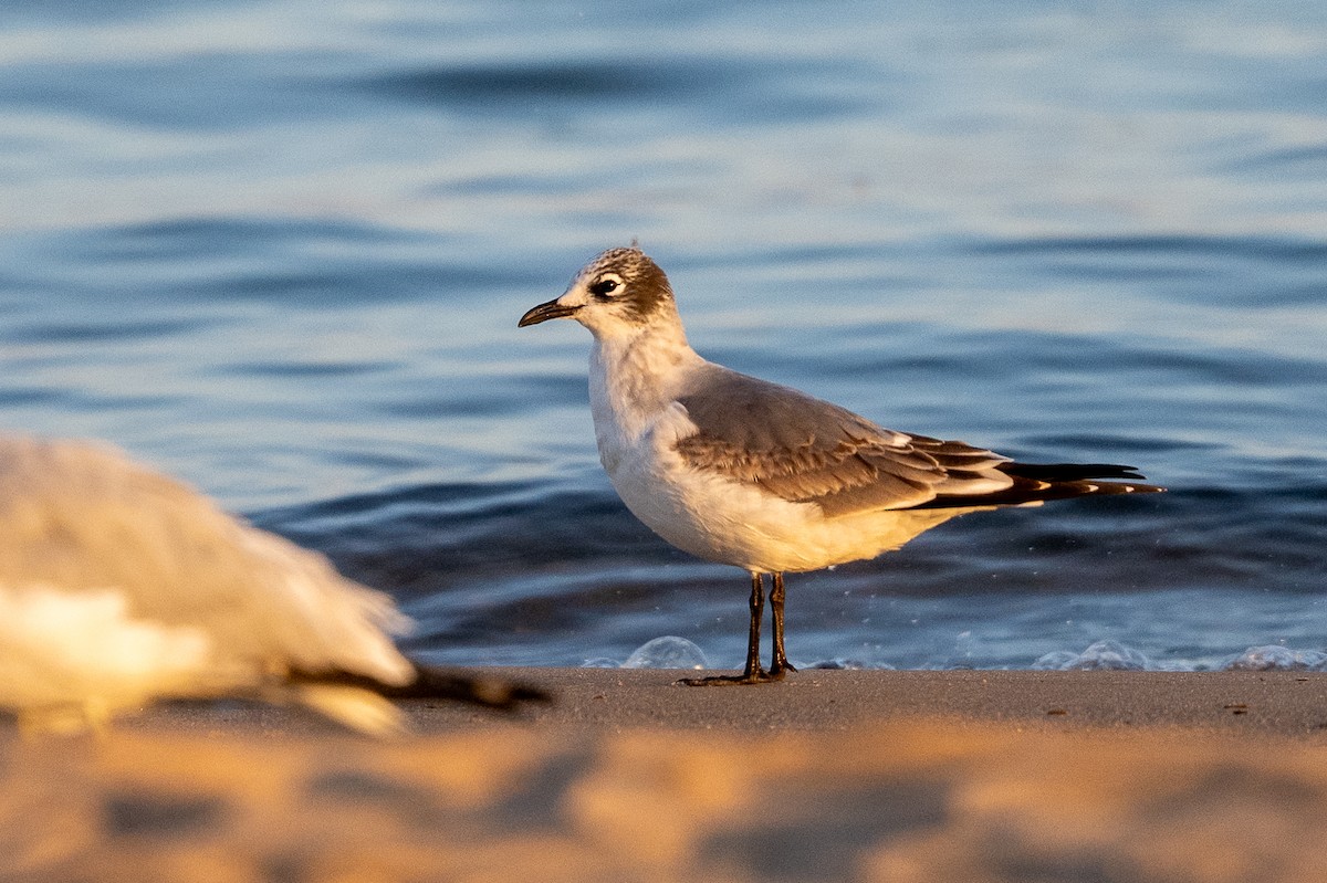 Franklin's Gull - ML642644174