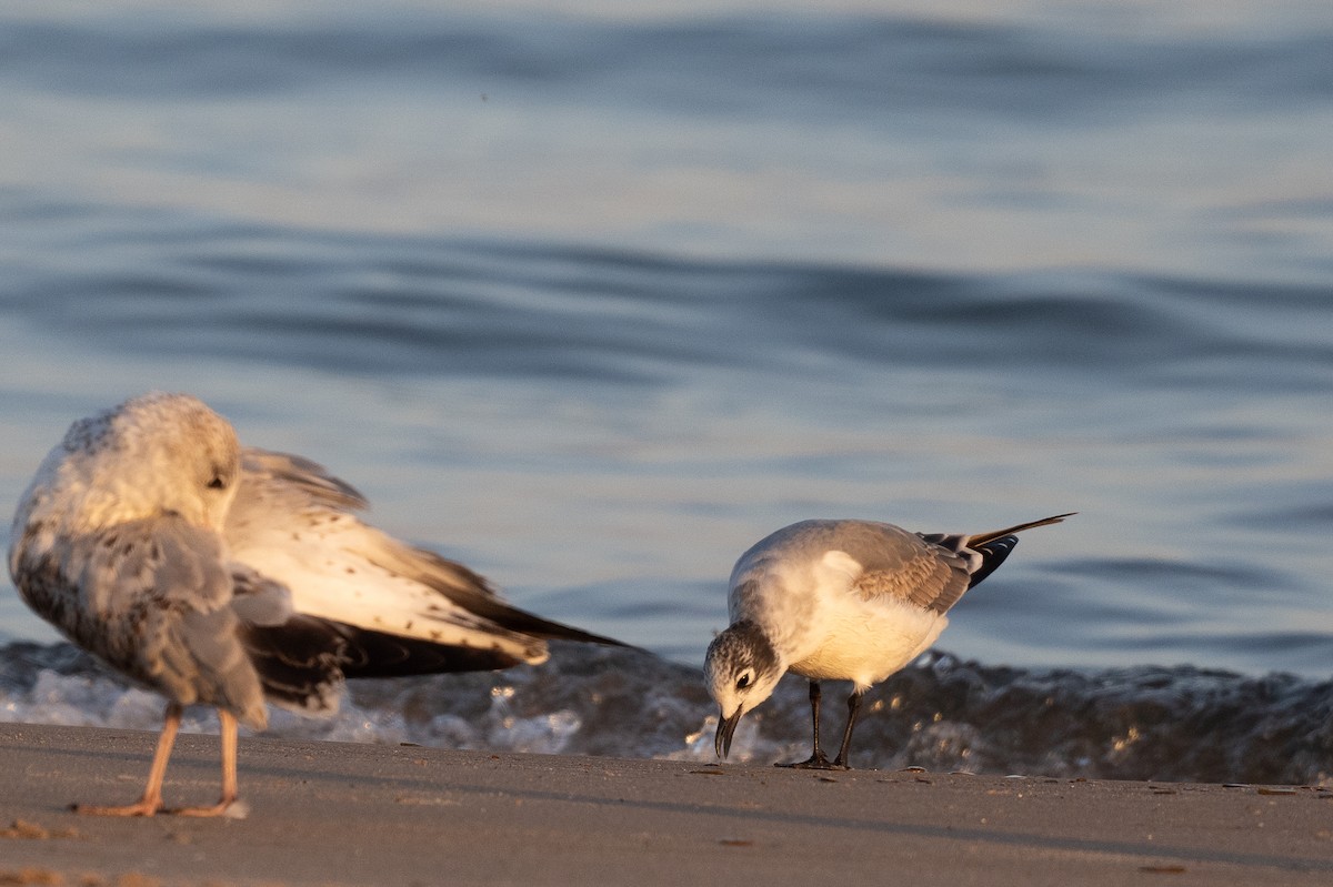Franklin's Gull - ML642644175