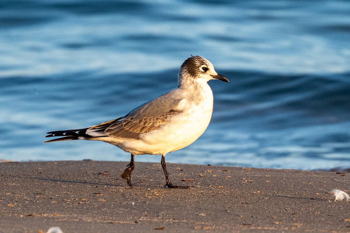 Franklin's Gull - ML642644176