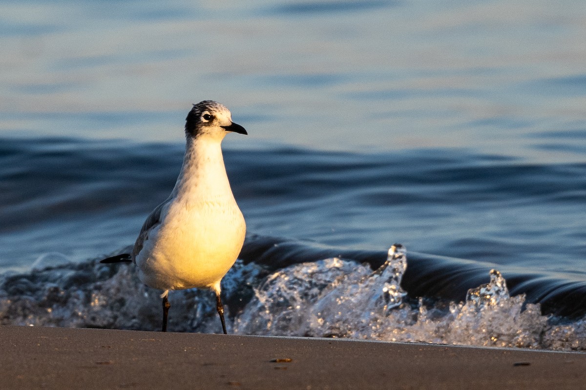 Franklin's Gull - ML642644177