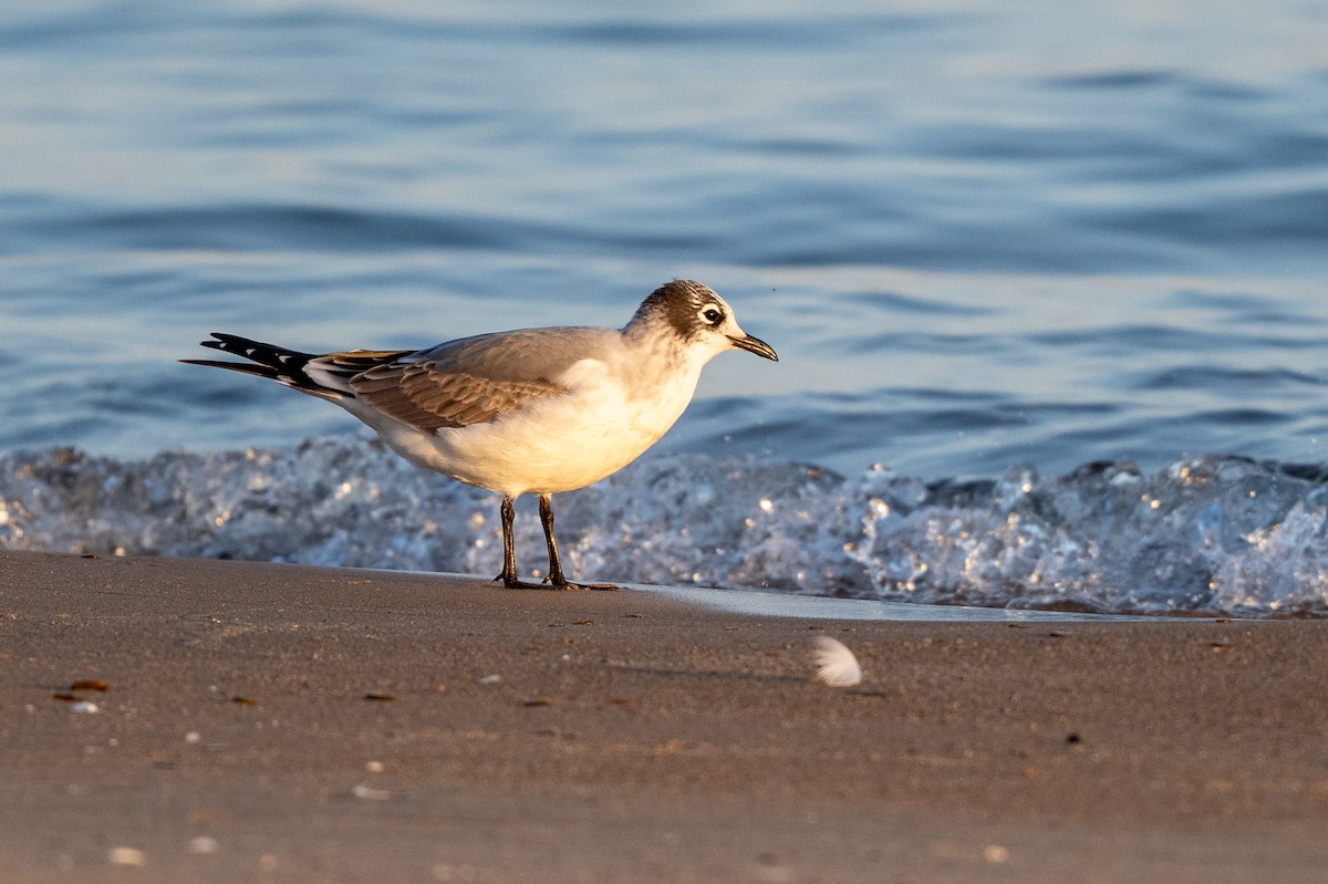 Franklin's Gull - ML642644178