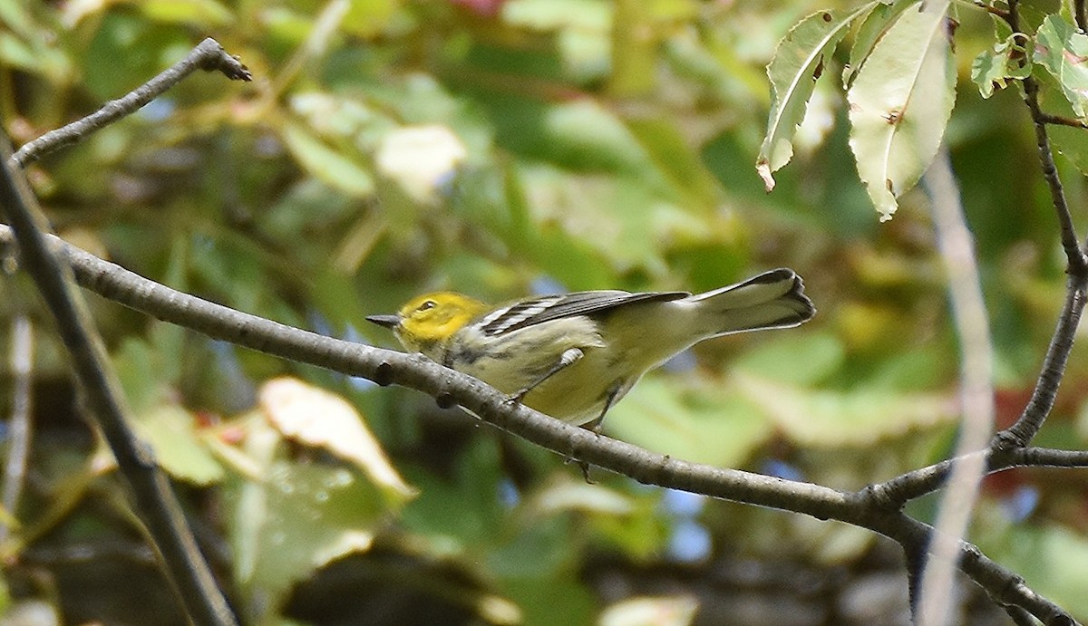 Black-throated Green Warbler - ML642644197