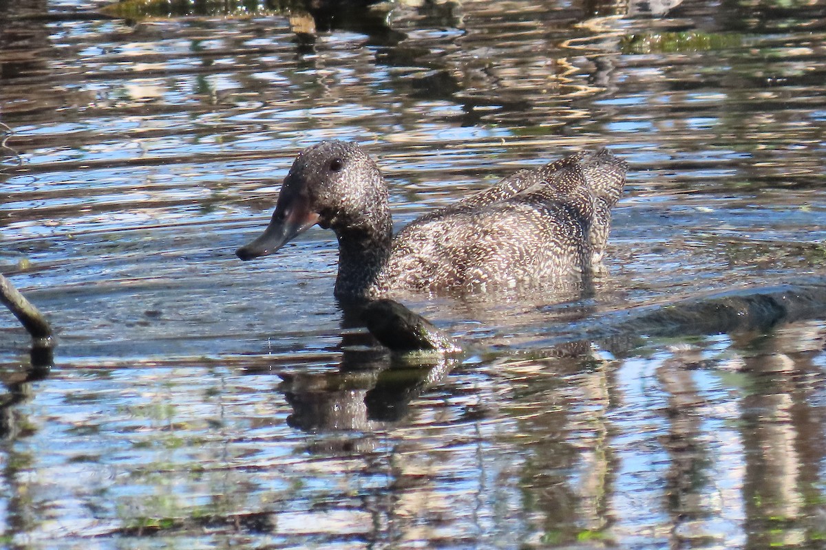 Freckled Duck - ML642644209