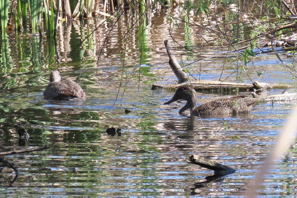 Freckled Duck - ML642644213