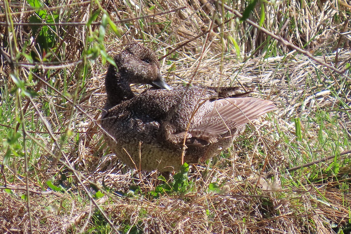 Freckled Duck - ML642644217