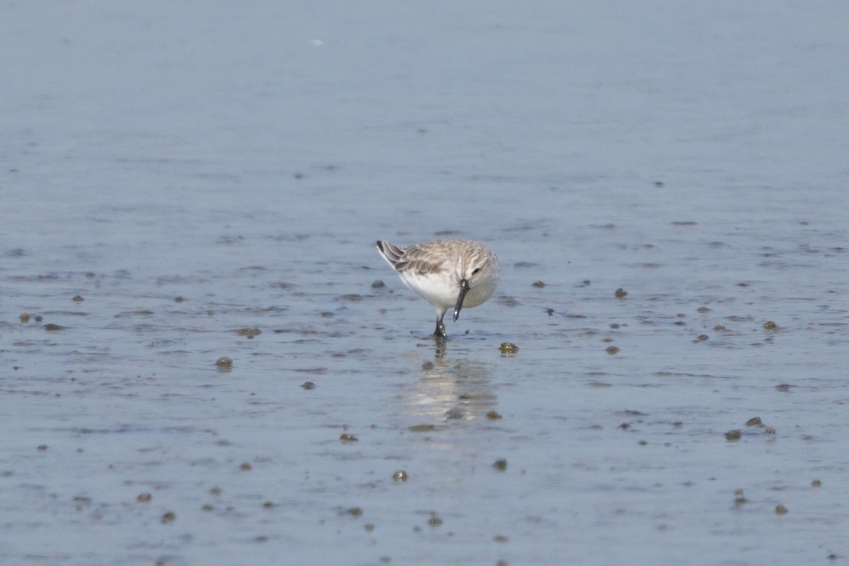 Broad-billed Sandpiper - ML642644222