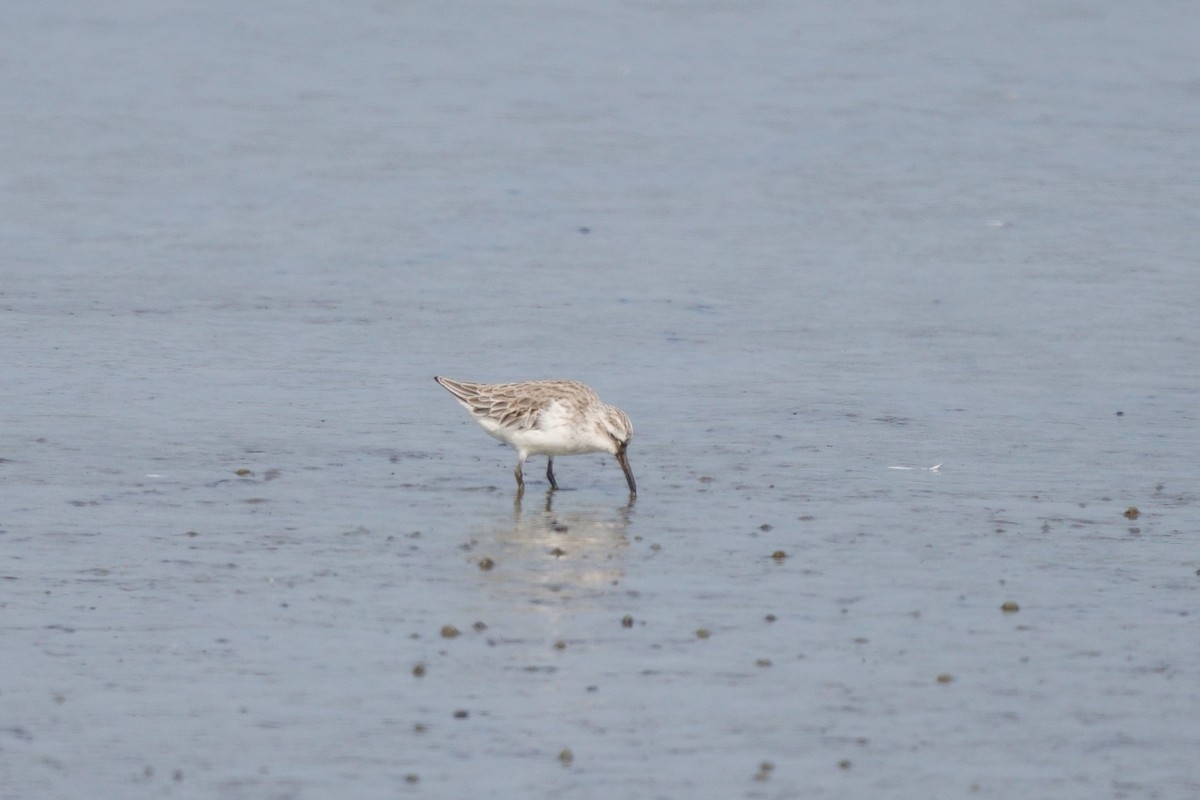 Broad-billed Sandpiper - ML642644223
