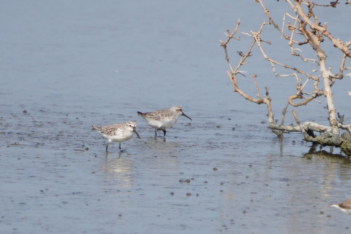 Broad-billed Sandpiper - ML642644224