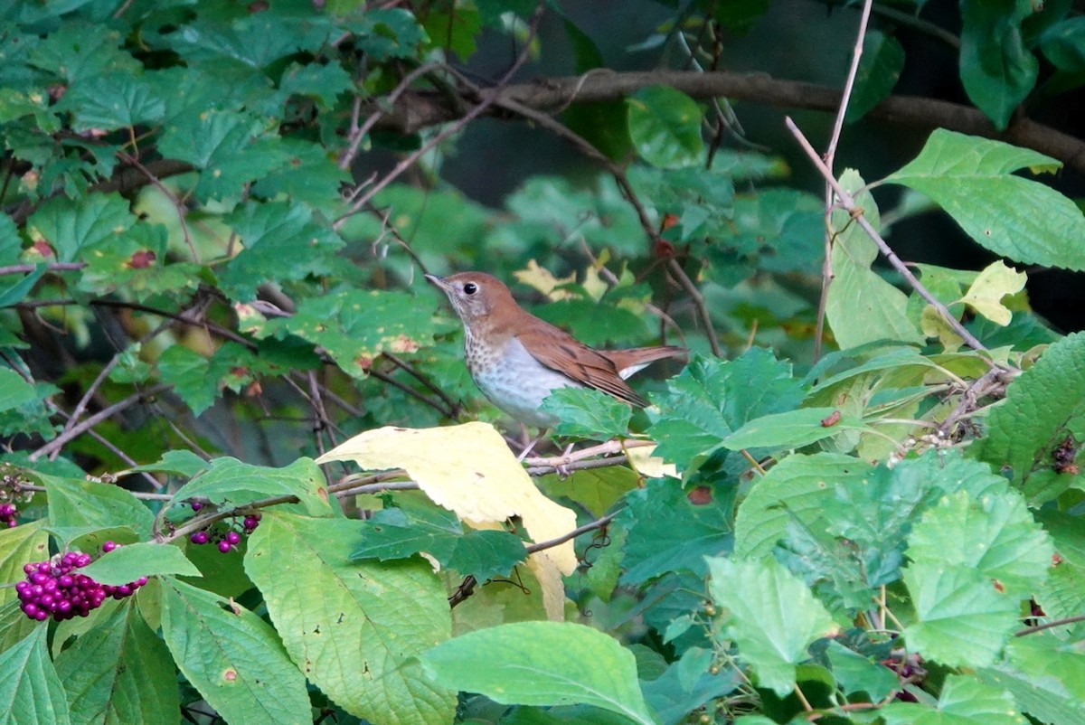 Veery - ML642644228