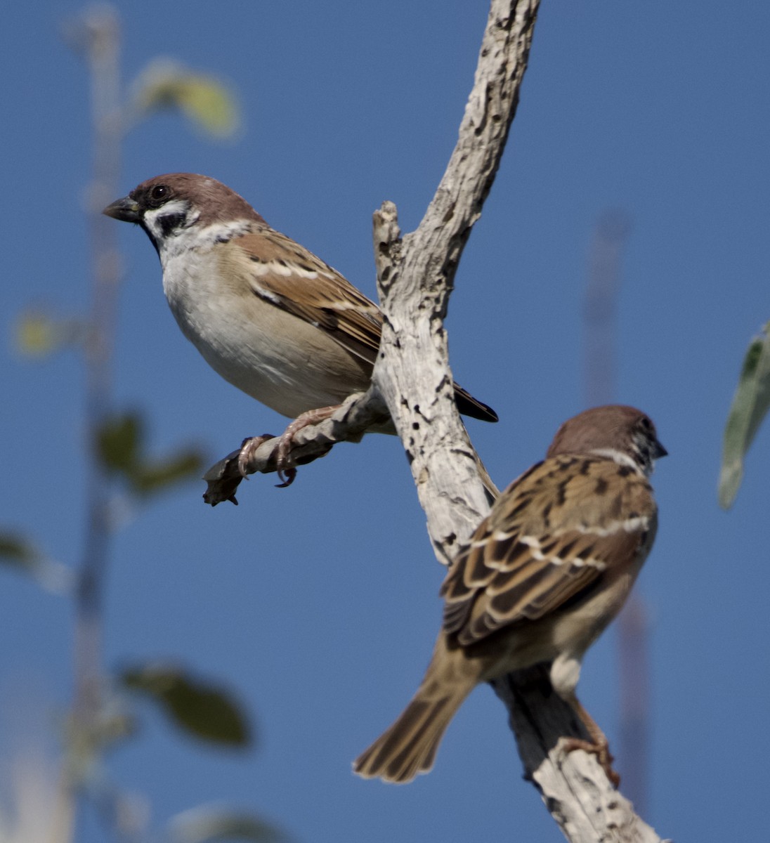 Ağaç Serçesi - ML642644254