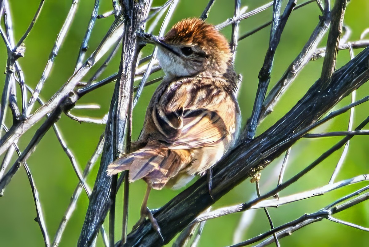 Tawny Grassbird - ML642644282