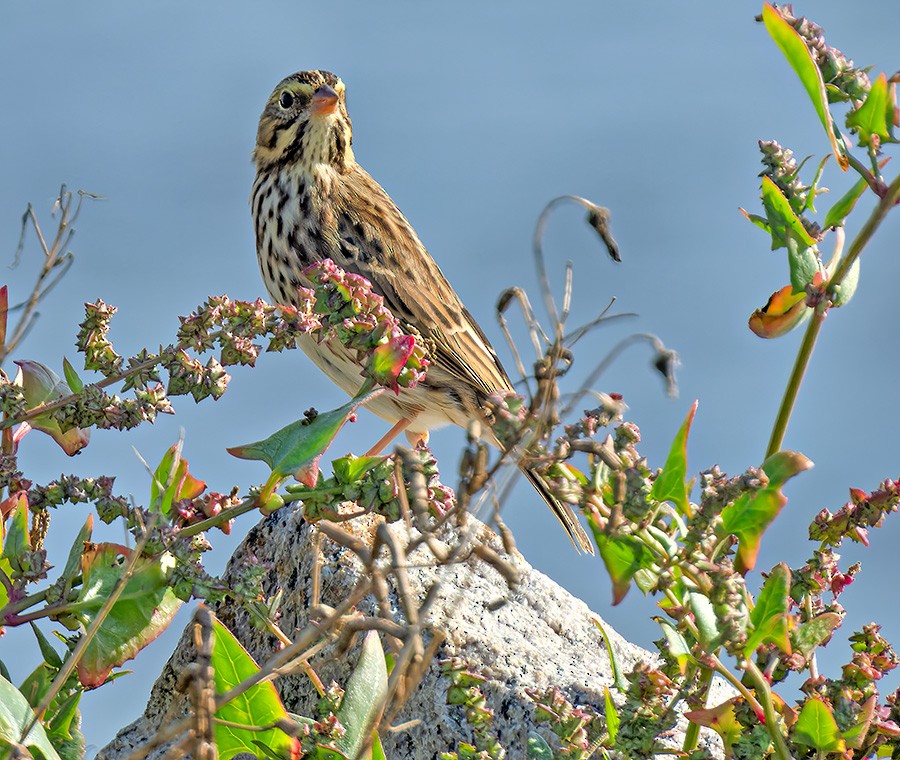 Savannah Sparrow - ML642644312