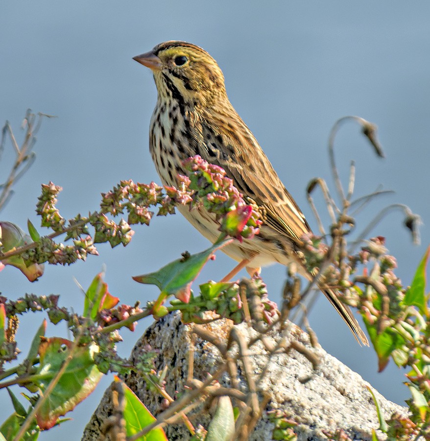 Savannah Sparrow - ML642644313