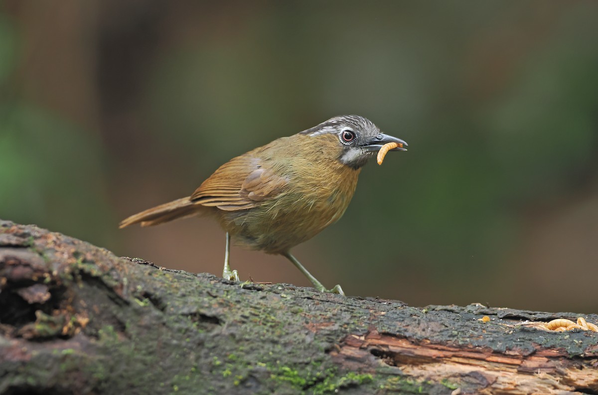 Gray-throated Babbler - ML642644356