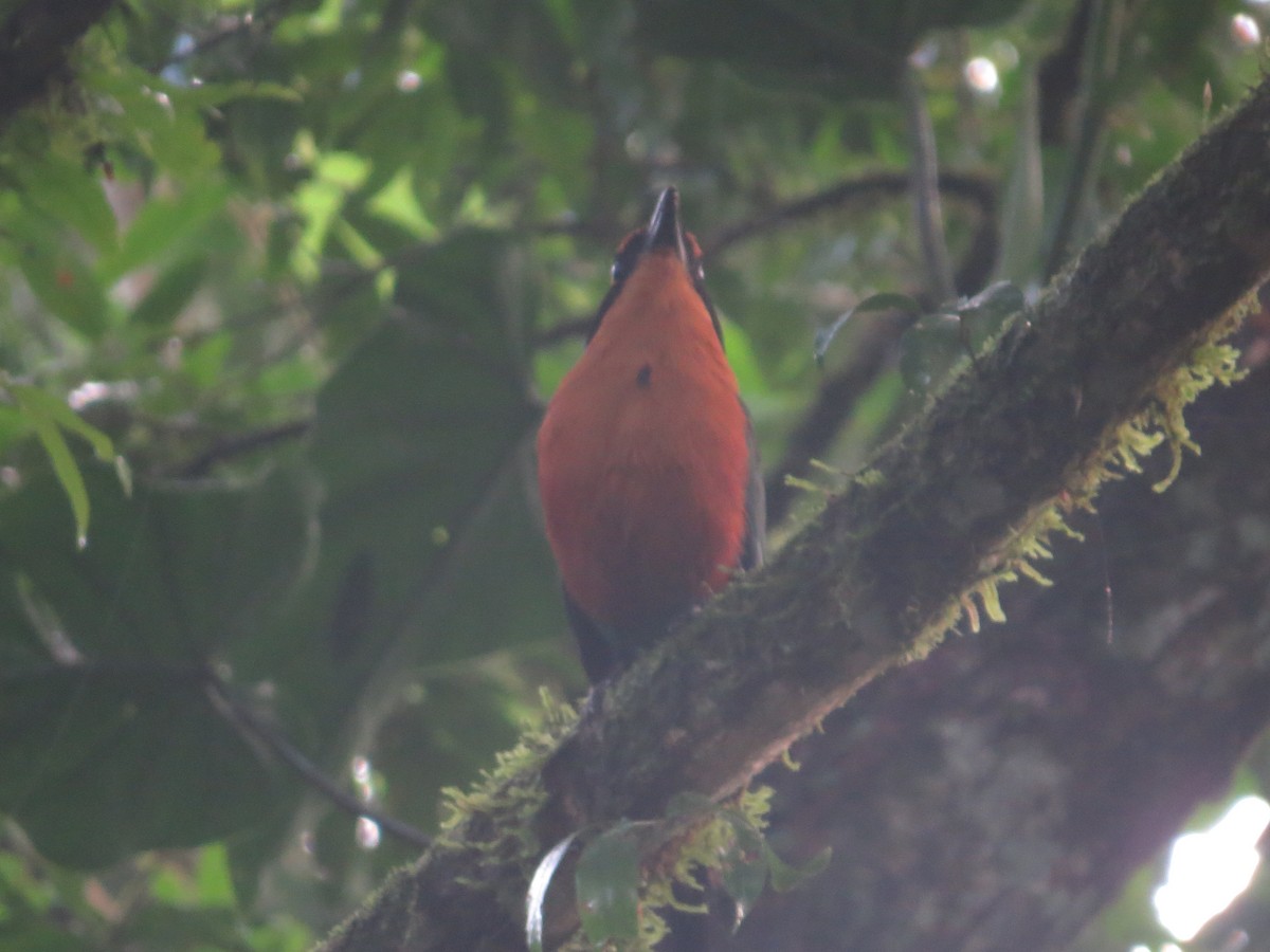 Rufous Motmot - ML642644357