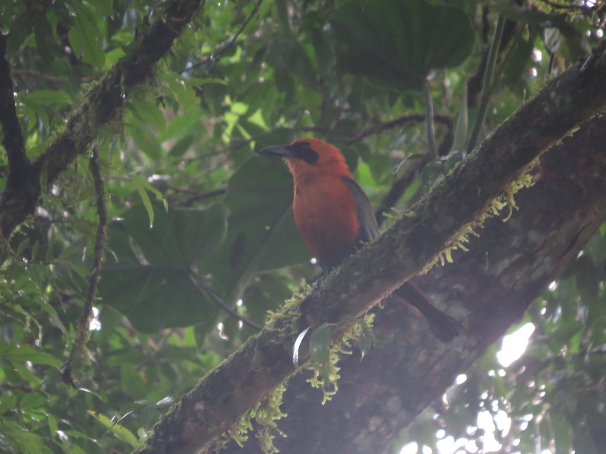 Rufous Motmot - ML642644358