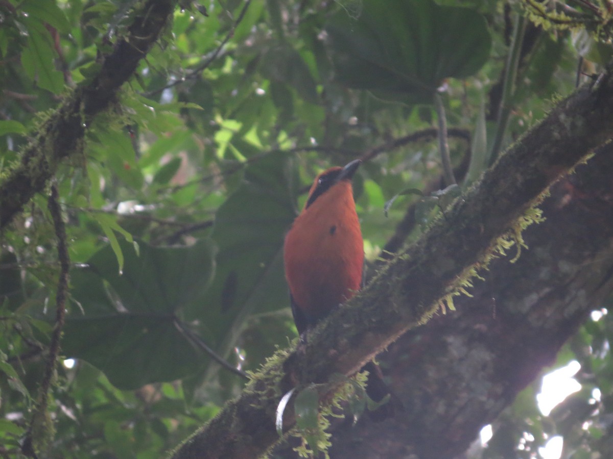 Rufous Motmot - ML642644359