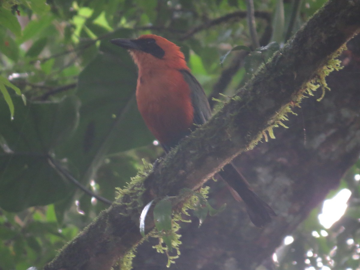 Rufous Motmot - ML642644360