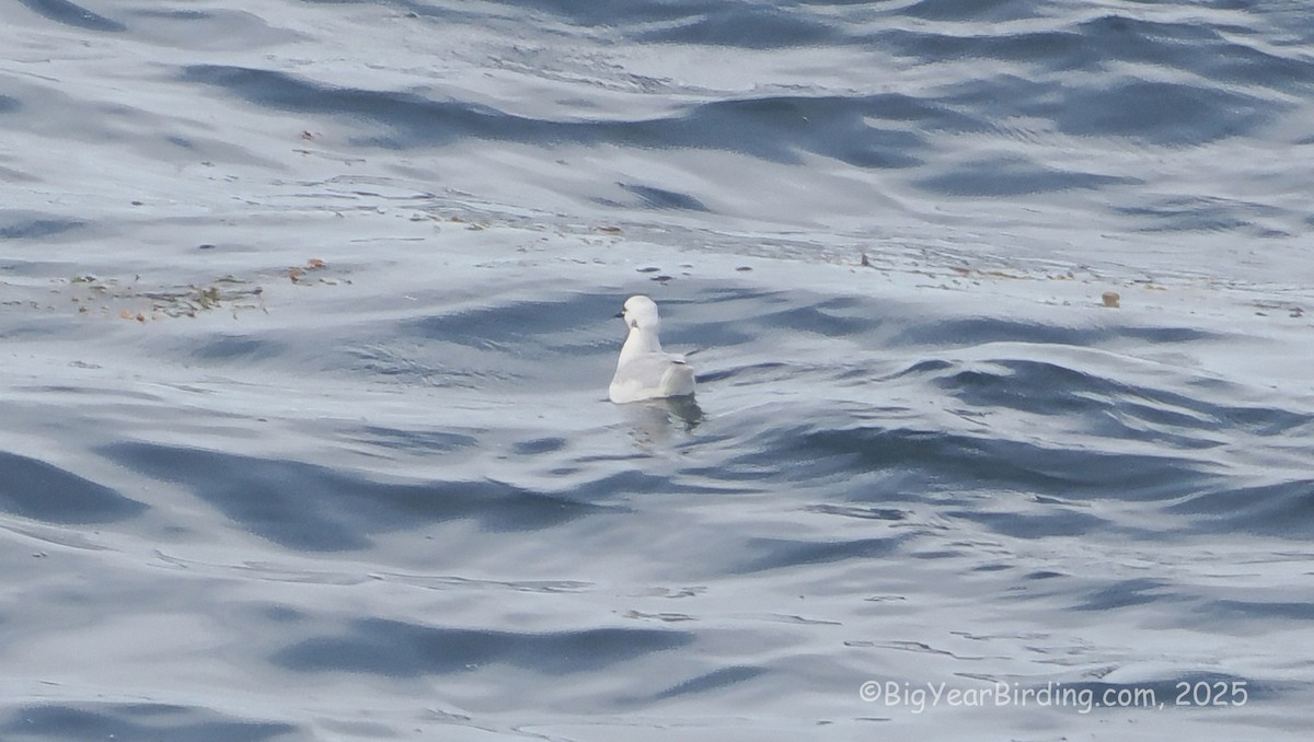 Bonaparte's Gull - ML642644382