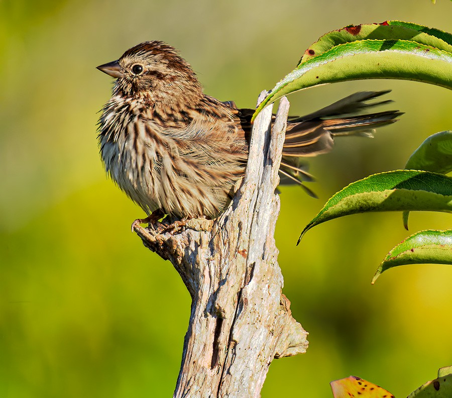 Song Sparrow - ML642644397
