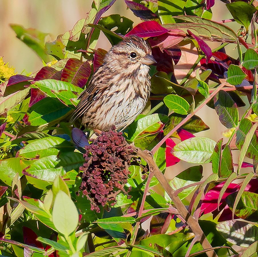 Song Sparrow - ML642644398