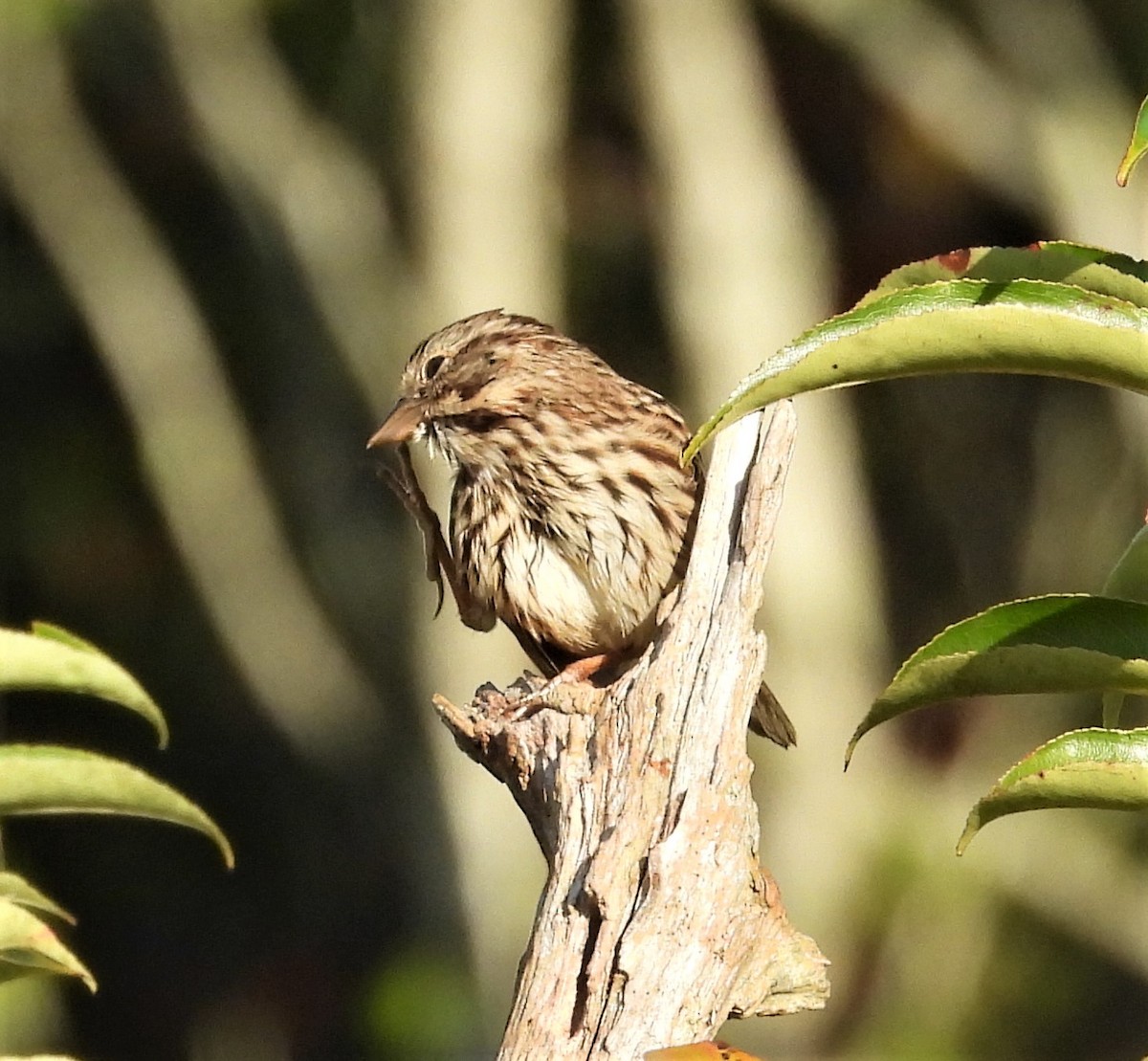 Song Sparrow - ML642644399
