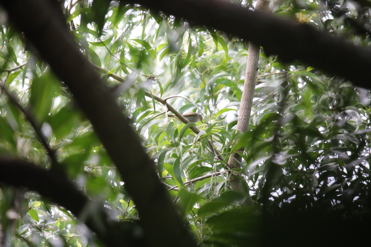 Black-whiskered Vireo - ML642644414
