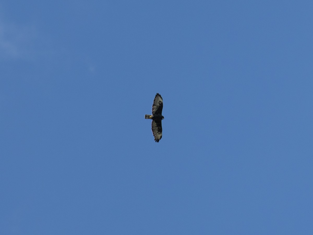 Канюк короткохвостий - ML642644415