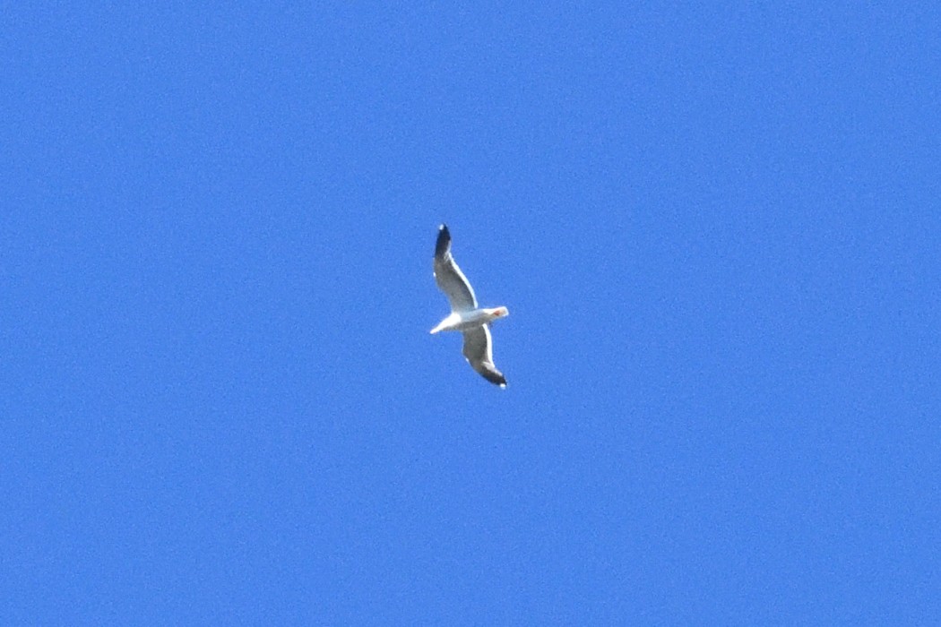 Lesser Black-backed Gull - ML642644432