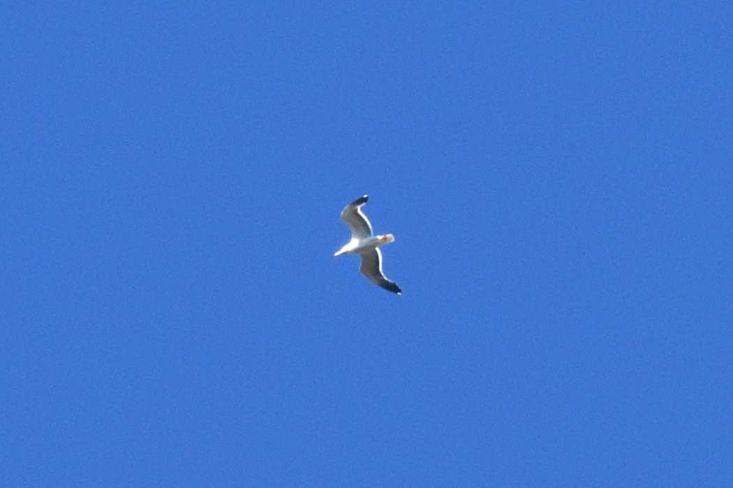 Lesser Black-backed Gull - ML642644433