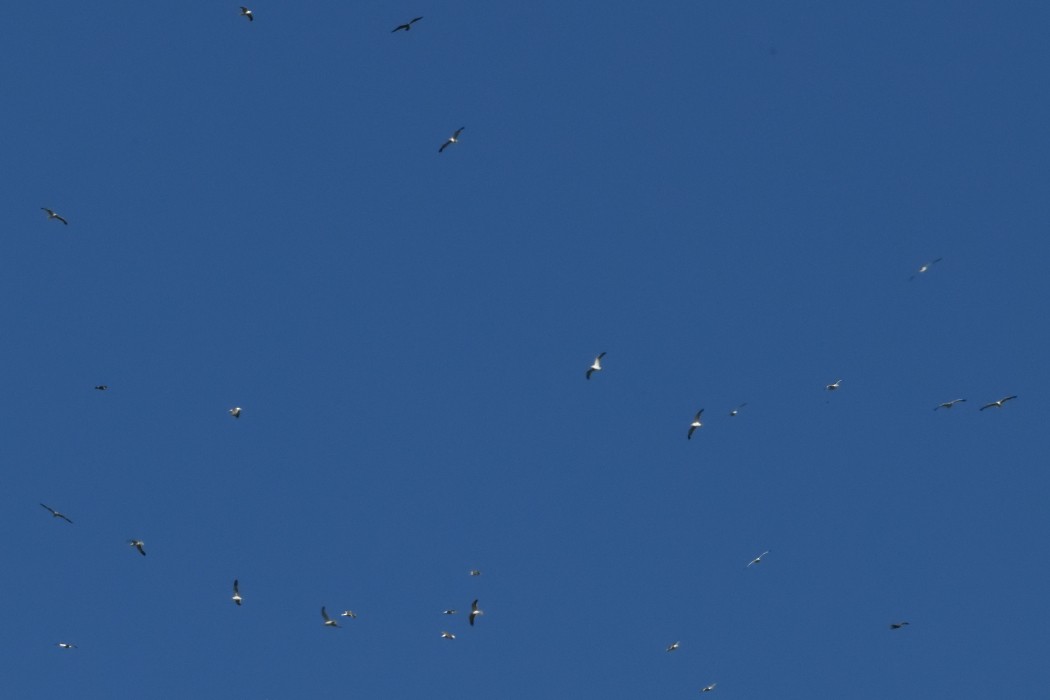 Lesser Black-backed Gull - ML642644436
