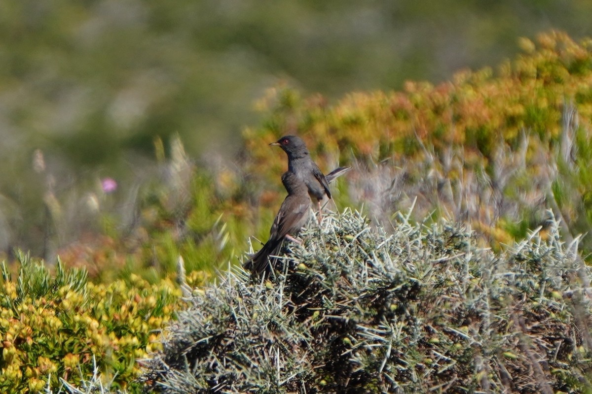 Fauvette sarde - ML642644437